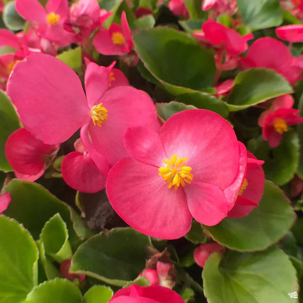 Colorful wax begonia blumen in garten