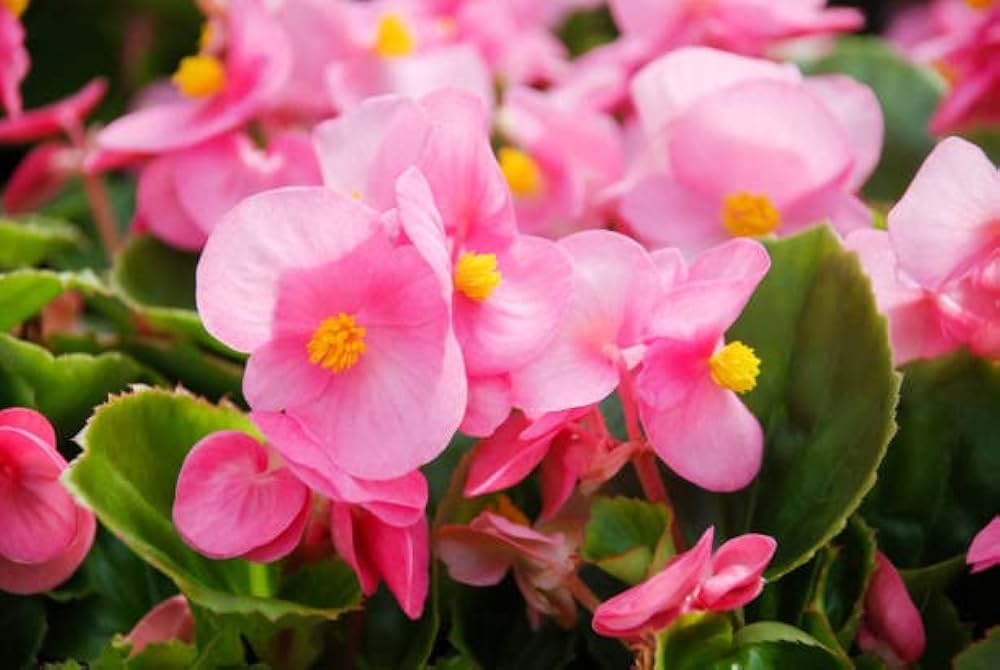 Wax begonia pflanzen wachsend in garten bed