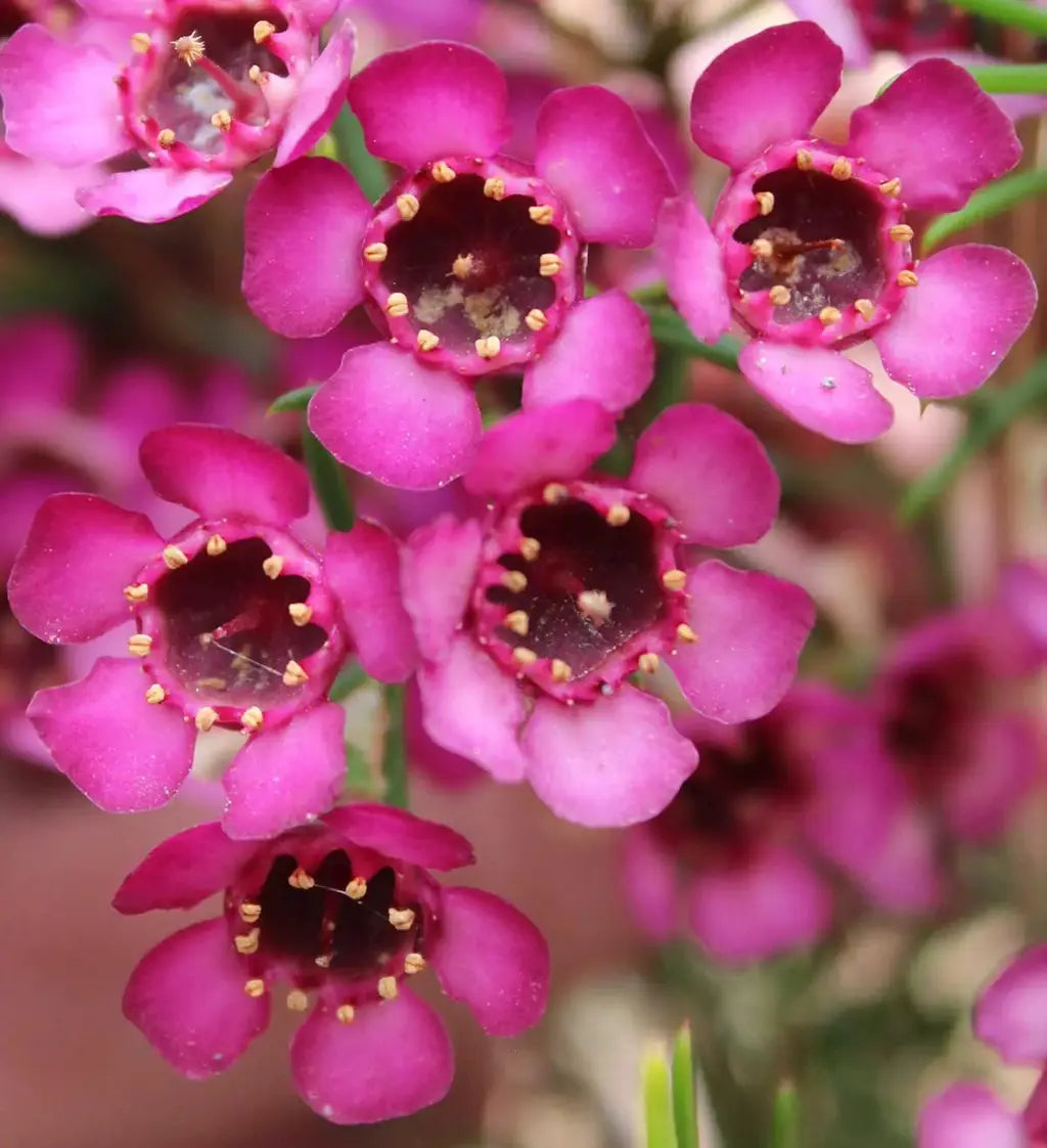Close-up of fragrant wax blume blossoms