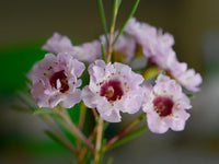 Wax blume pflanzen in garten borders
