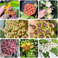 Wax blume pflanzen wachsend in garten bed