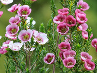 Wax blume wachsend beautifully in töpfen