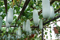 Benincasa Gemüsesamen Planting Guide: Year-Round Growing Made Easy