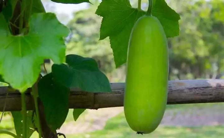 Grüne wax gourd wachsend samen für home gardens