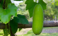 Grüne wax gourd wachsend samen für home gardens