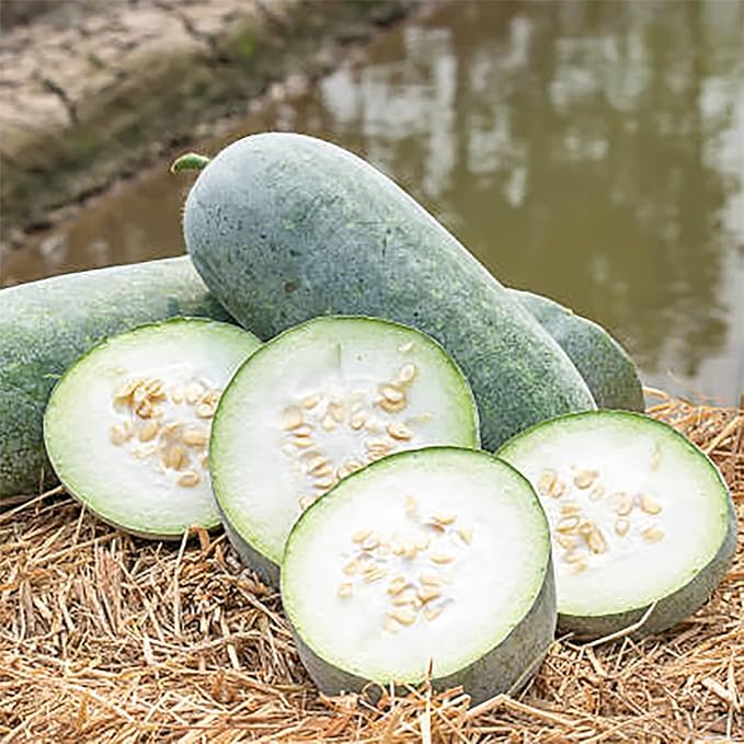 Wax gourd samen warm season aussaat guide