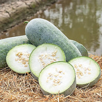 Wax gourd samen warm season aussaat guide