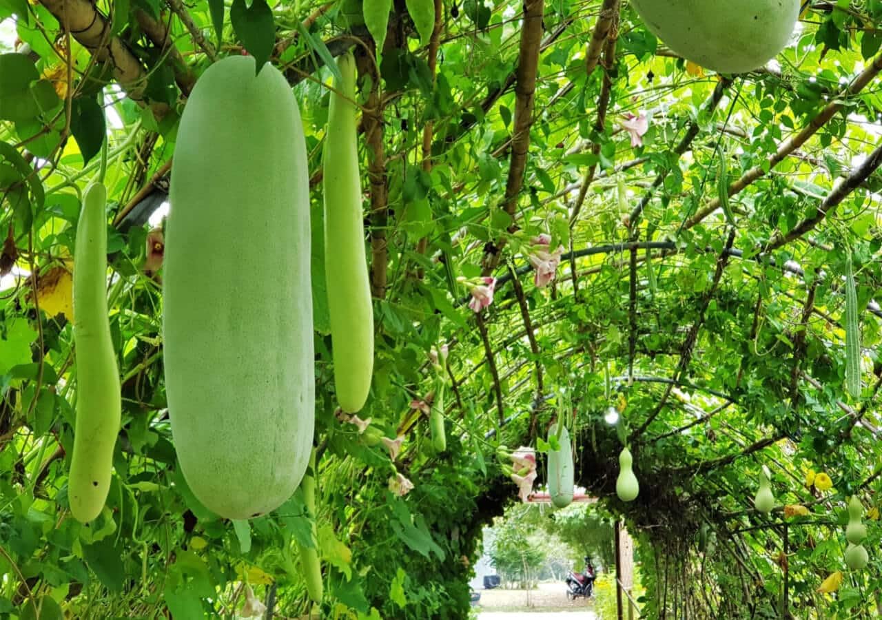 Wax gourd seedlings sprouting aus samen
