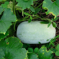 Wax gourd samen ideal für home garten wachsend