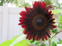 dunkel Rot Sonnenblume Samen zur Aussaat – Traditionssorte ohne Gentechnik – Keimung biologisch Garten Samen