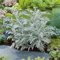 Gray Cineraria Dusty Blumensamen zur Aussaat – saisonal Dauerblüher – Traditionssorte & ohne Gentechnik Samen Hausgarten