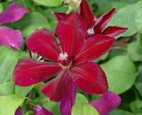 Waldrebe Rot Blume Samen zur Aussaat verschönert Garten