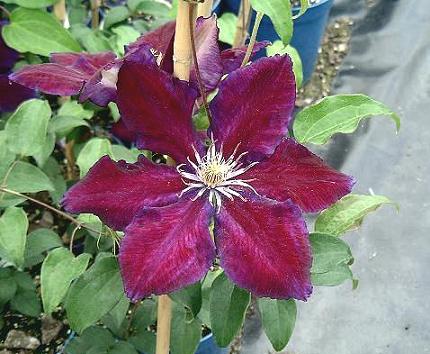 Waldrebe Bordeaux Blumensamen zur Aussaat – pflegeleicht – Traditionssorte & ohne Gentechnik Samen Hausgarten