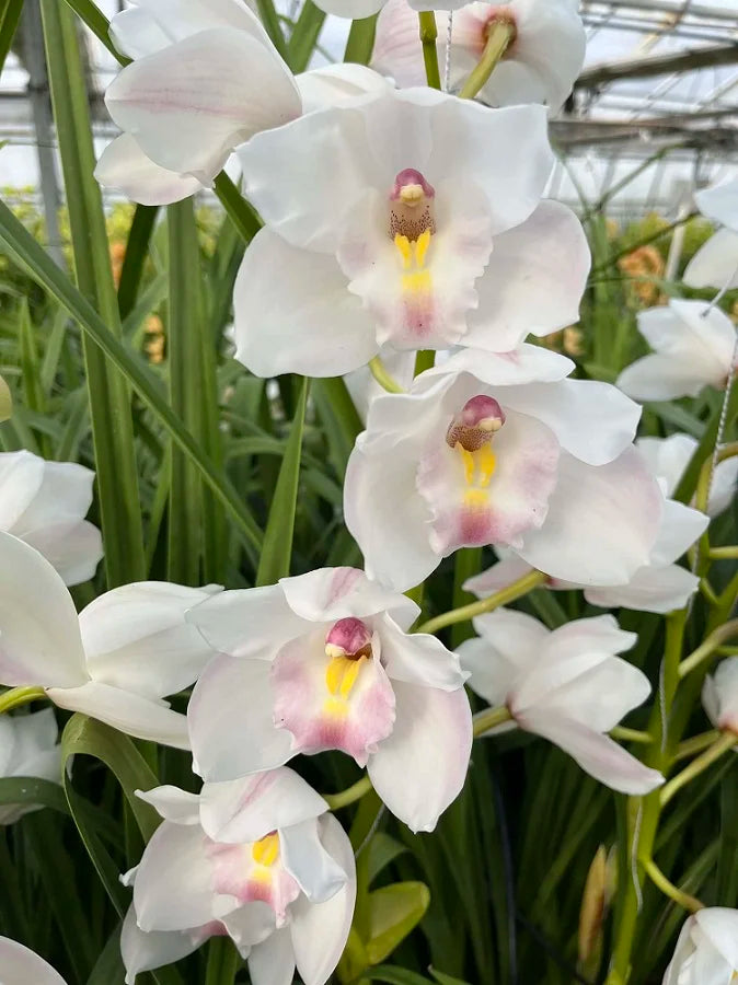 Weiß Cymbidium Orchidee Blumensamen zur Aussaat hochwertige Qualitäts- Traditionssorte & ohne Gentechnik Samen Hausgarten