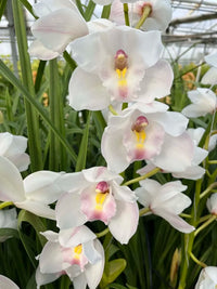 Weiß Cymbidium Orchidee Blumensamen zur Aussaat hochwertige Qualitäts- Traditionssorte & ohne Gentechnik Samen Hausgarten
