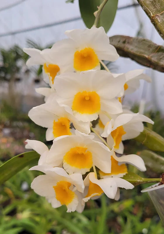 Schmetterlingsorchidee Gelb Weiß Blumensamen zur Aussaat – leuchtend Blüten – Traditionssorte & ohne Gentechnik Samen Hausgarten