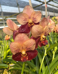Schmetterlingsorchidee Orchidee Blumensamen zur Aussaat – robust Sorte – Traditionssorte & ohne Gentechnik Samen Hausgarten