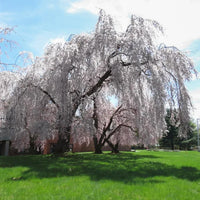 Weeping cherry tree for garten – flowering ornamental pflanze samen