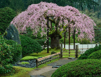 Weeping cherry tree samen for anpflanzung – ornamental flowering tree