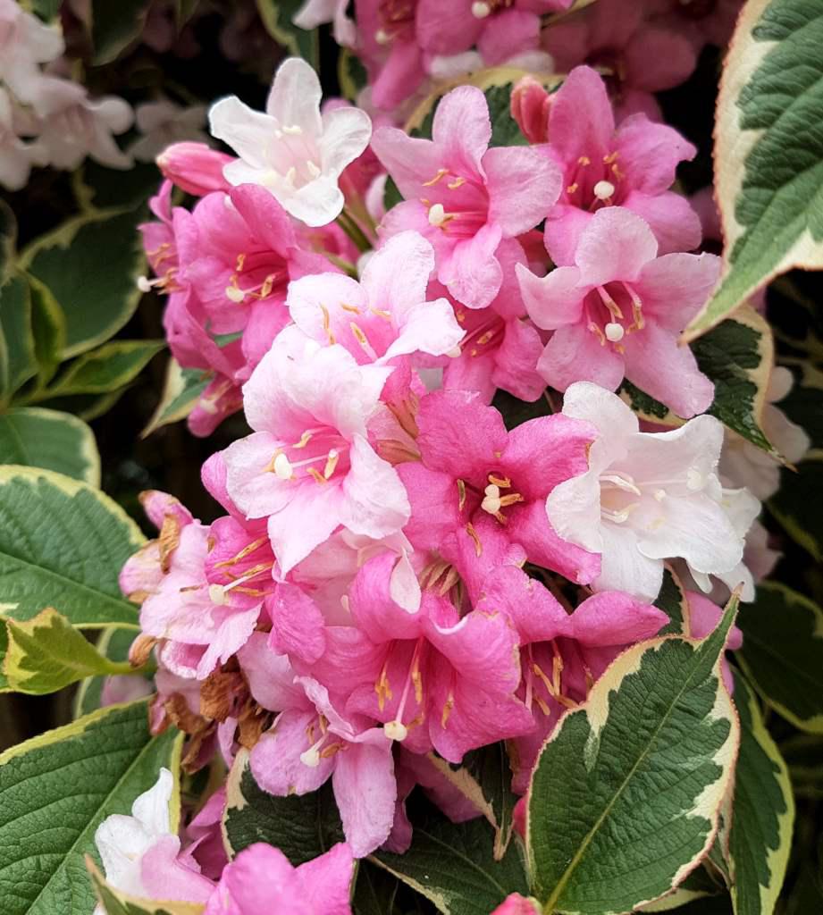 Weigela Blumensamen zur Aussaat Drought verträglich Traditionssorte & ohne Gentechnik Samen Hausgarten