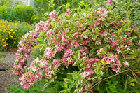 Mixed weigela pflanzen in garten border