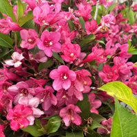 Weigela Blumensamen zur Aussaat Drought verträglich Traditionssorte & ohne Gentechnik Samen Hausgarten