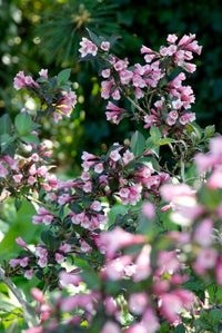Weigela Florida Strauch Samen – Altmodische blühend Shrub Sorte