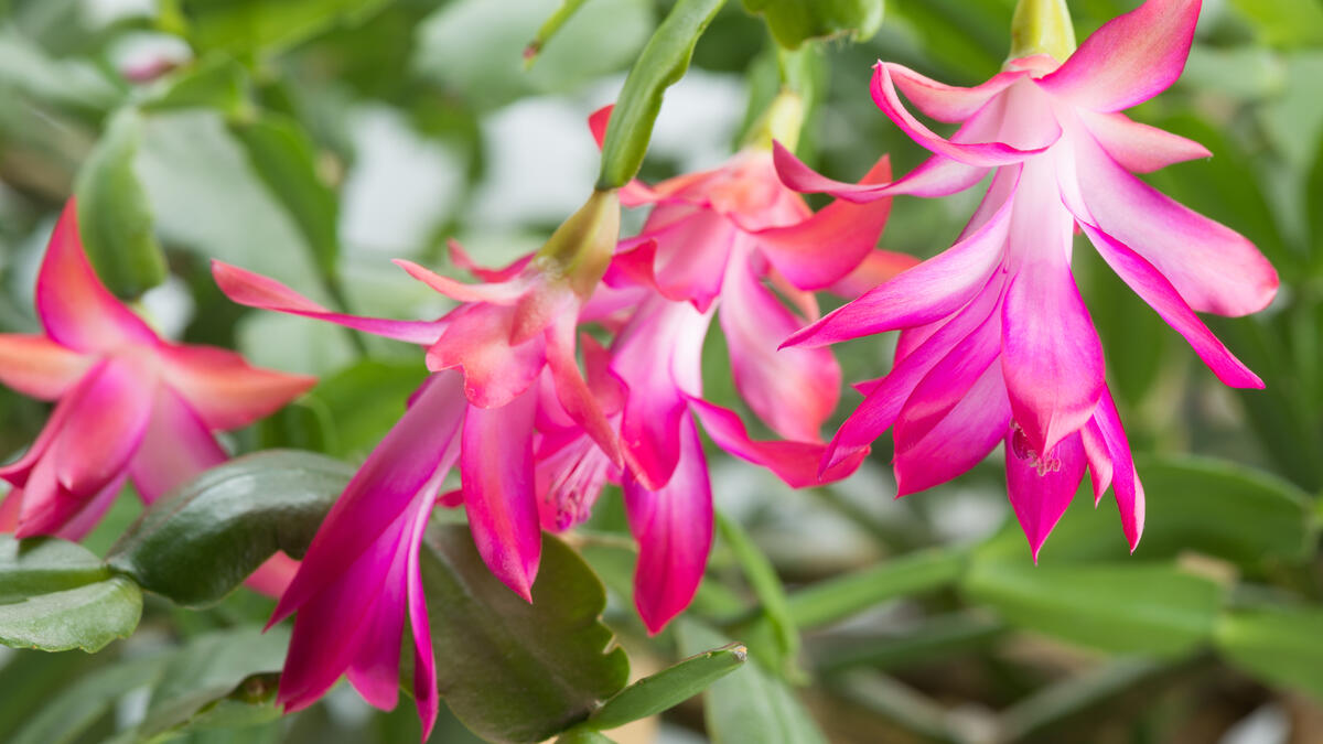 Weihnachtskaktus Blumensamen zur Aussaat lang Blüte Saison Traditionssorte & ohne Gentechnik Samen Hausgarten