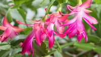 Weihnachtskaktus Blumensamen zur Aussaat lang Blüte Saison Traditionssorte & ohne Gentechnik Samen Hausgarten