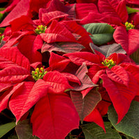 Grün Weihnachtsstern Blumensamen zur Aussaat robust Sorte Traditionssorte & ohne Gentechnik Samen Hausgarten
