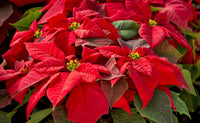 Weihnachtsstern Samen zur Aussaat Festive Holiday Blumen
