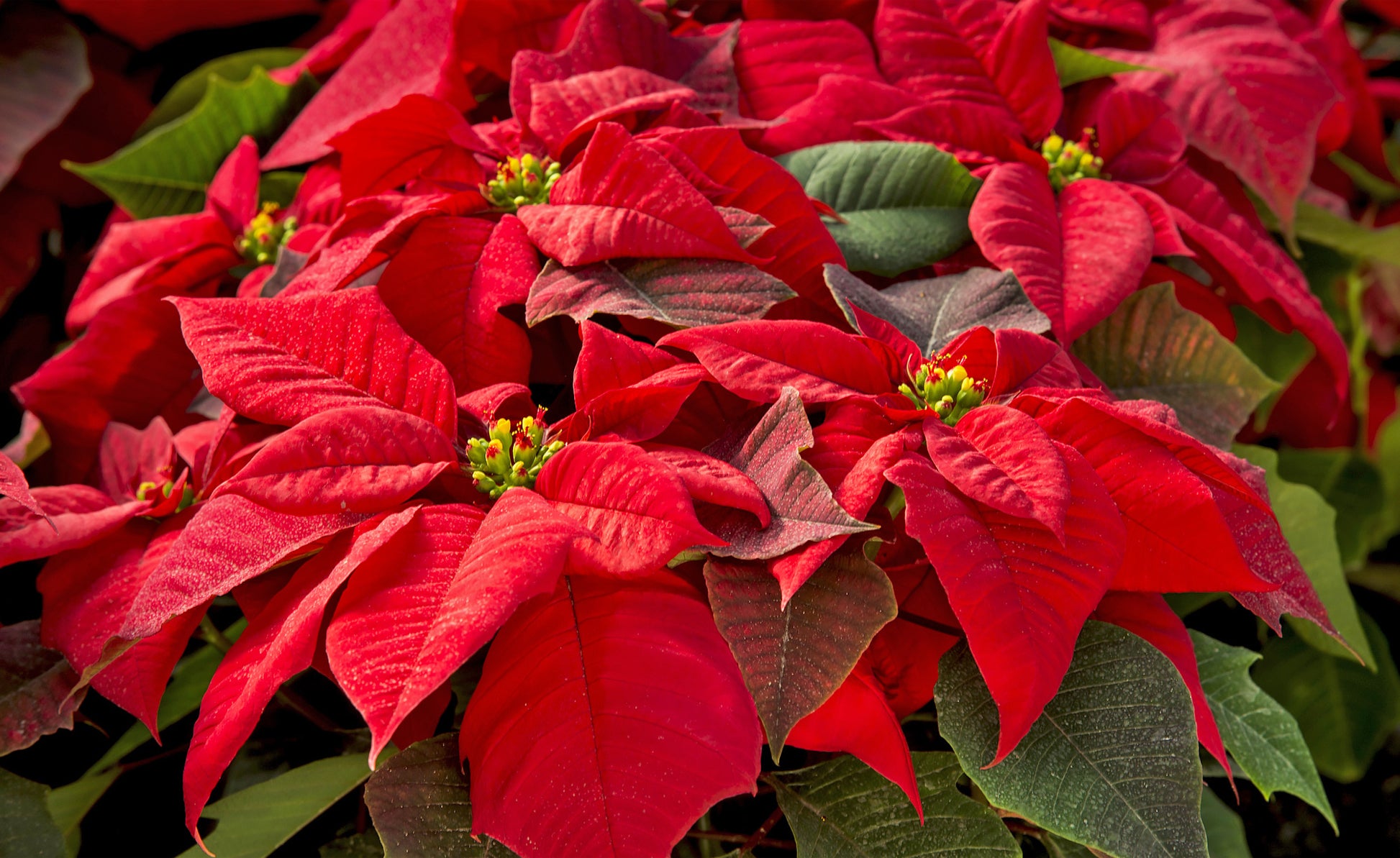 Rot Weihnachtsstern Blumensamen zur Aussaat – duftend Blüten – Traditionssorte & ohne Gentechnik Samen Hausgarten