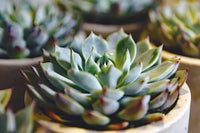 Succulent Blumensamen zur Aussaat Halbschatten verträglich Traditionssorte & ohne Gentechnik Samen Hausgarten