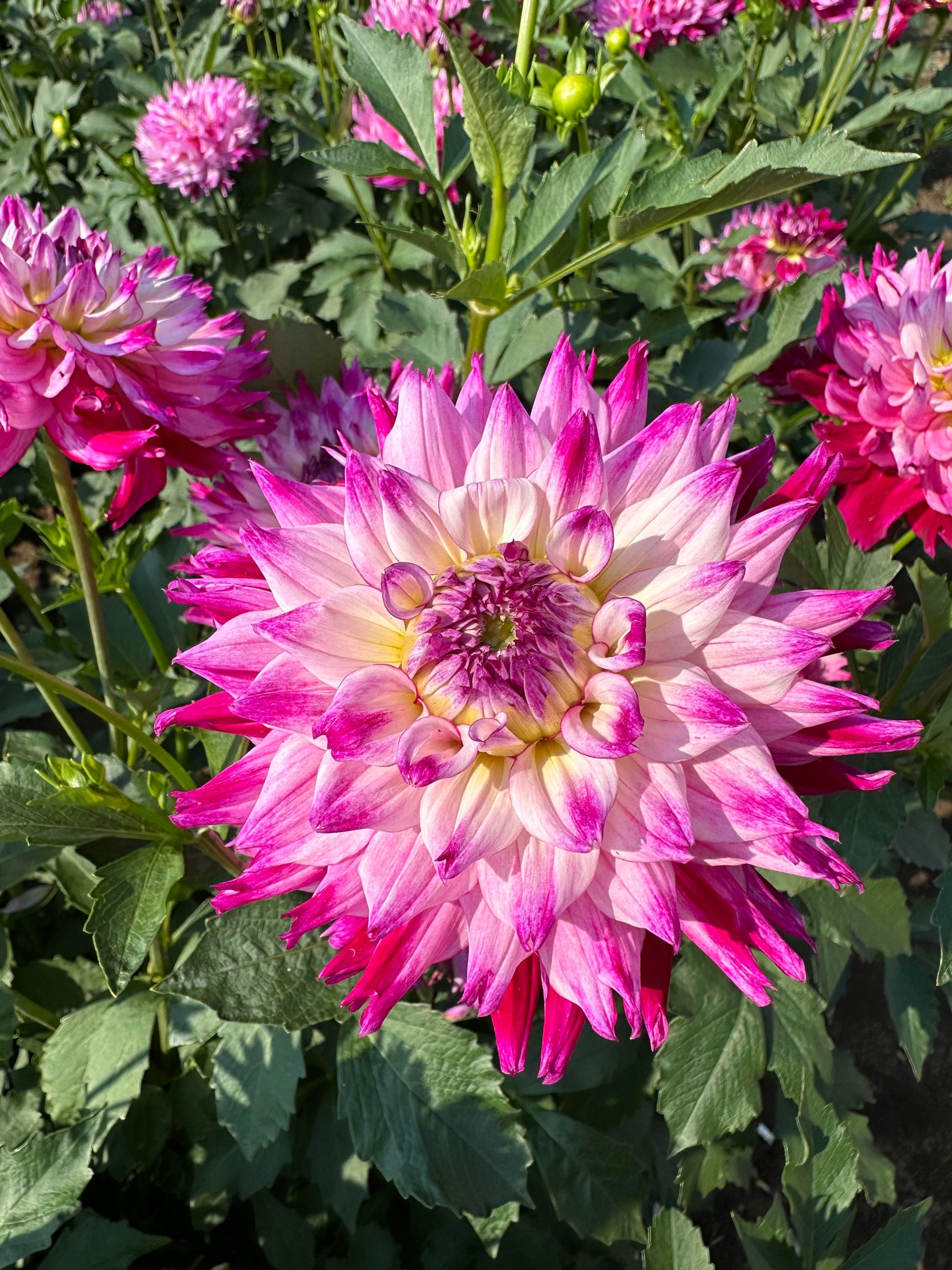 Swan Island Dahlie Blumensamen zur Aussaat Schnitt Blume beliebt Traditionssorte & ohne Gentechnik Samen Hausgarten
