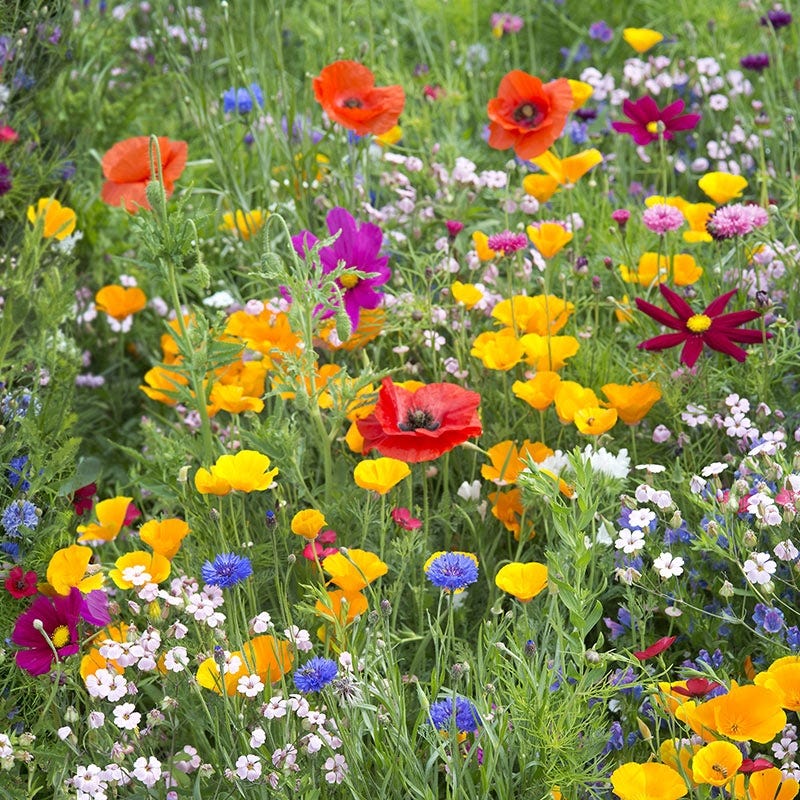 Wildblume Mischung Samen farbenfroh – Natural Blume Blüten