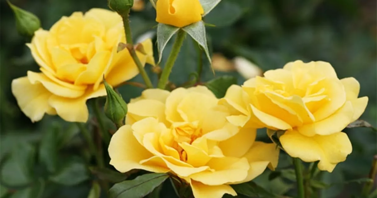 Gelb Grün Rose Blumensamen zur Aussaat Traditionssorte ohne Gentechnik Anzucht Garten Blüten
