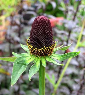 Western Coneflowers Blooming in Sunny Garten Field