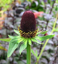 Western Coneflowers Blooming in Sunny Garten Field