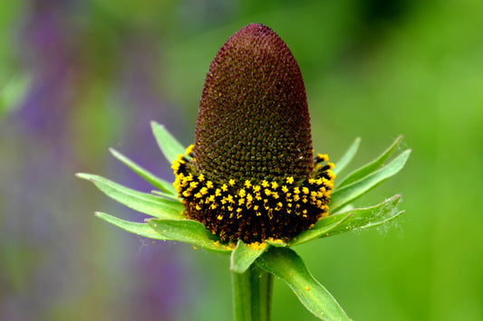 Western Coneflower Samen Rudbeckia occidentalis Green Wizard Black Blume Pflanze