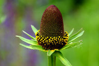 Western Coneflower Samen Rudbeckia occidentalis Green Wizard Black Blume Pflanze