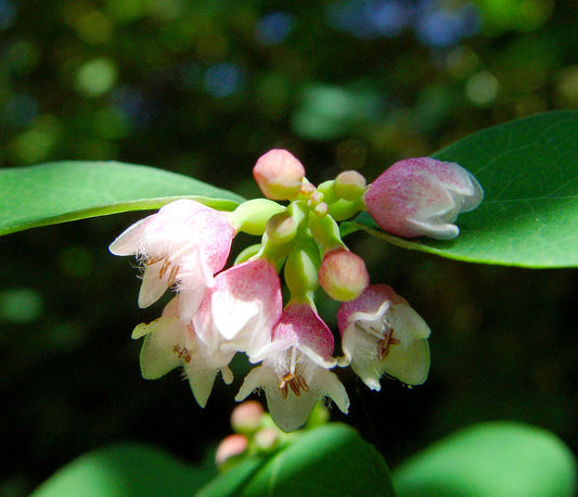Packet of western snowberry shrub samen for anpflanzung