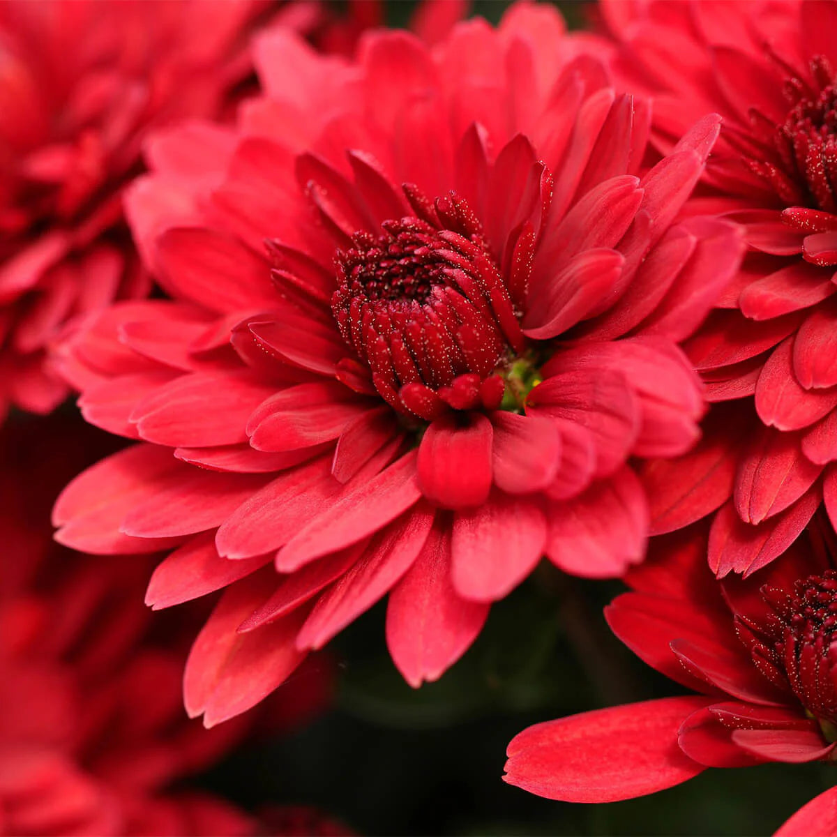Chrysantheme Rot Blumensamen zur Aussaat – mehrjährige Blüten