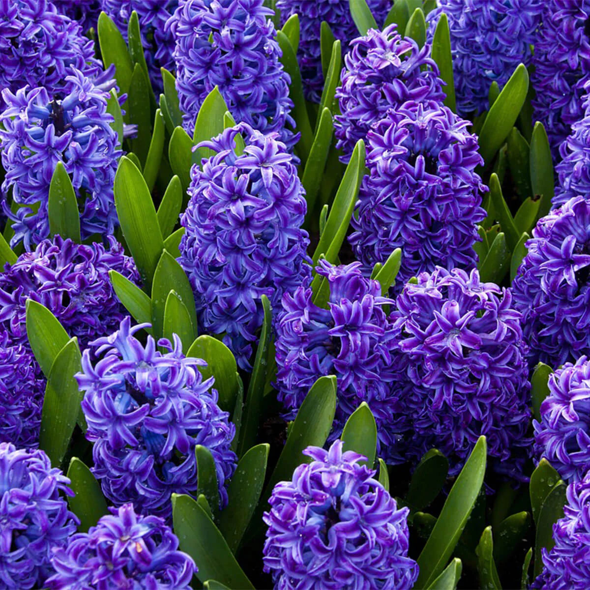 Violett Hyacinth Blumensamen zur Aussaat – Landhaus Garten wichtig – Traditionssorte & ohne Gentechnik Samen Hausgarten