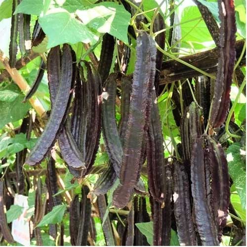 Winged Bean Planting Gemüsesamen  Seed for High-Yielding