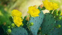 Gelb Opuntia Macrorhiza Samen zur Aussaat