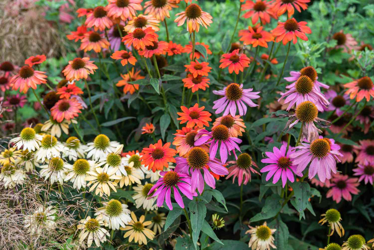 mehrfarbig mehrjährig Blumensamen zur Aussaat Schnitt Blume beliebt Traditionssorte & ohne Gentechnik Samen Hausgarten