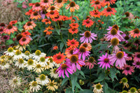 mehrfarbig mehrjährig Blumensamen zur Aussaat Schnitt Blume beliebt Traditionssorte & ohne Gentechnik Samen Hausgarten