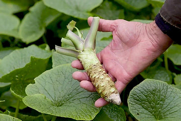 Green Horseradish Gemüse Samen zum Pflanzen