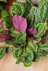 Gemischt Calathea Blumensamen zur Aussaat – Drought verträglich – Traditionssorte & ohne Gentechnik Samen Hausgarten