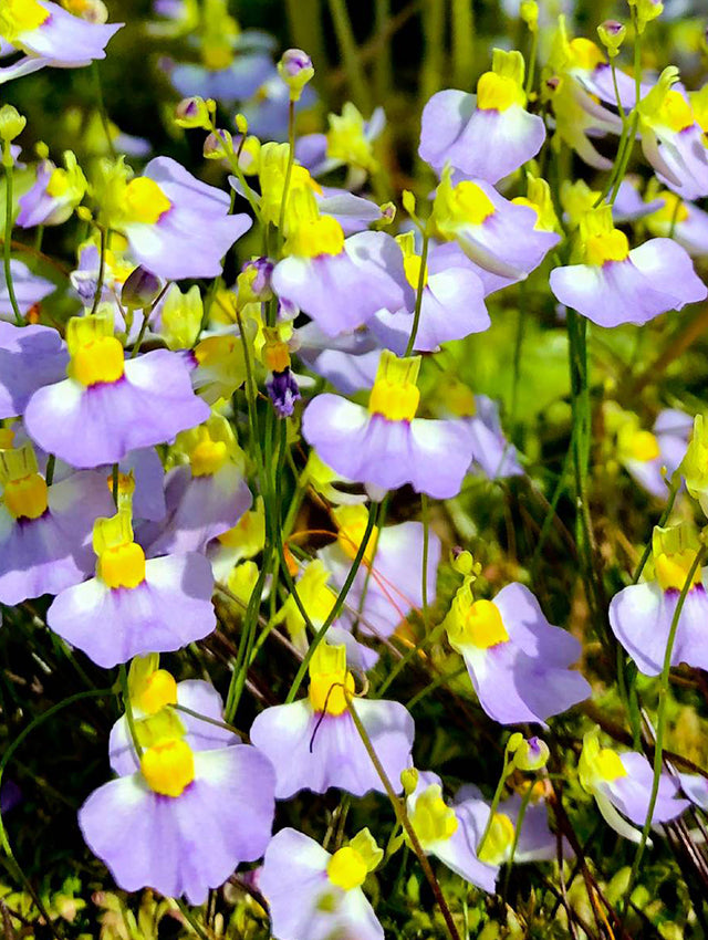 Violett Utricularia Blumensamen zur Aussaat – Wildblume Mischung – Traditionssorte & ohne Gentechnik Samen Hausgarten